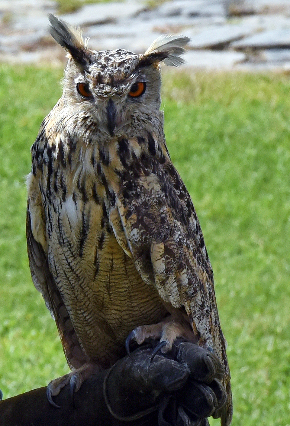 Karpaten-Uhu Hugo, Foto: Jan Blümel, © Falkenhof Burg Falkenstein 